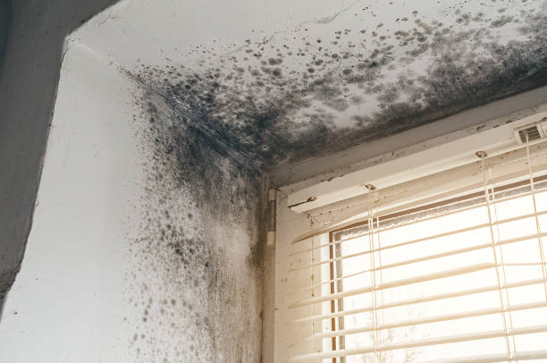 Affordable Attic Mold Removal solutions in Moncure, NC
